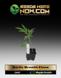 Garlic Breath (Clone) (space) ACC