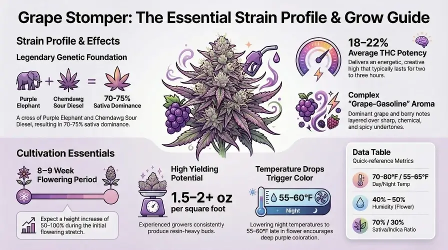 Grape Stomper Strain Review: A Sativa(space)Dominant Classic – Grape Stomper strain overview