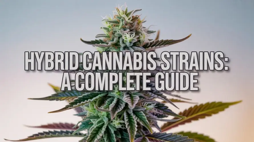 The Complete Guide To Hybrid Cannabis Strains – Hybrid cannabis strains