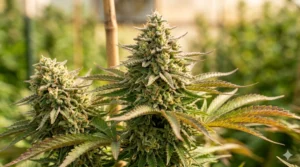 Limoncello strain review