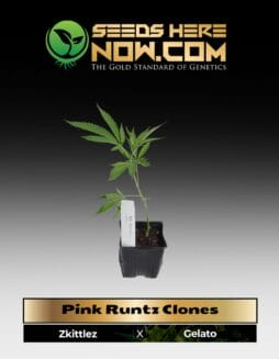 PinkRuntz (Clone) (space) ACC