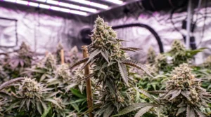 Sherblato strain review