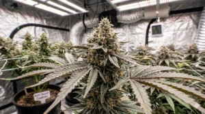 Space Cake strain review