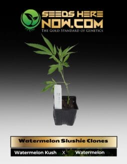 Watermelon Slushie  (clone) (space) ACC