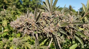 White Blizzard strain review