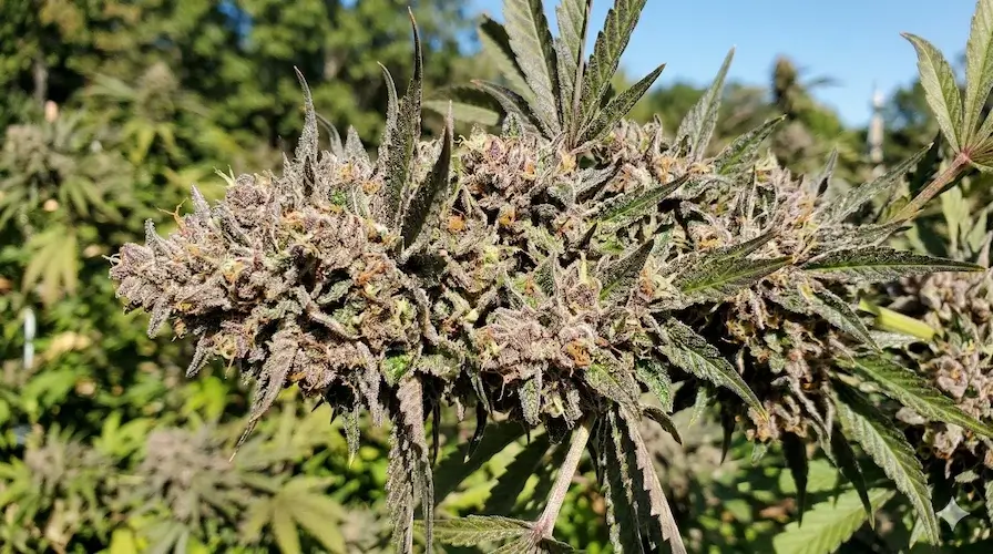 White Blizzard Strain Review: Frosty, Potent & Fast