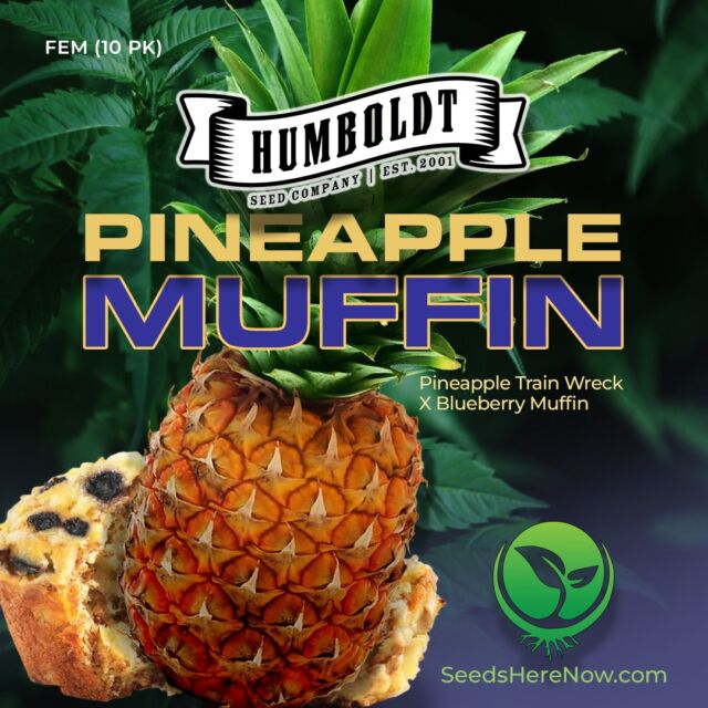 🍎🍌 Apples And Bananas A Unique Hybrid Strain